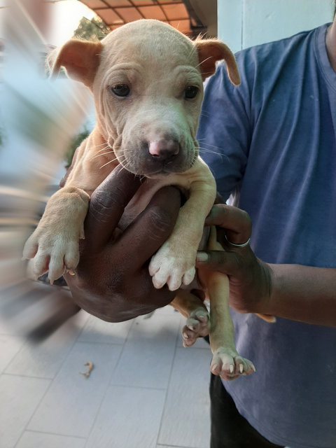 Teddy - Mixed Breed Dog