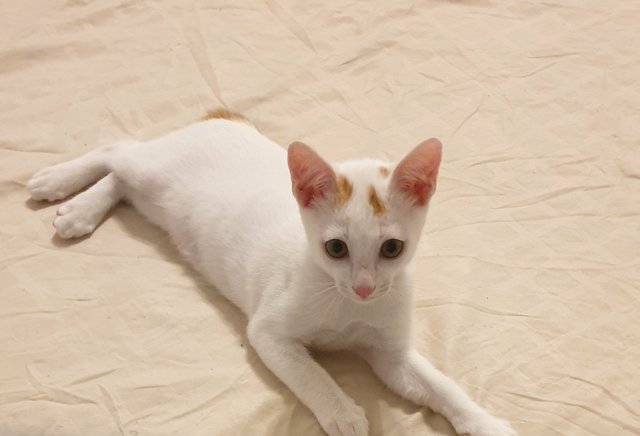 Snowie - Domestic Short Hair Cat
