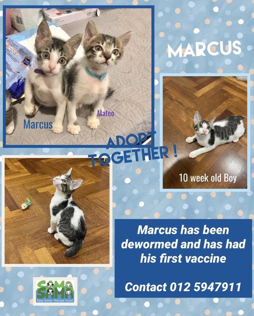 Marcus And Matteo Adoped - Domestic Medium Hair Cat