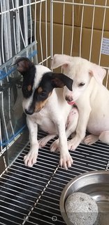 2 Months Puppies  - Mixed Breed Dog