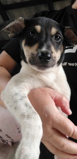 2 Months Puppies  - Mixed Breed Dog