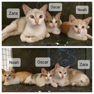 Zara, Noah, Oscar - Domestic Short Hair Cat