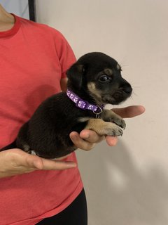 Purple - Mixed Breed Dog