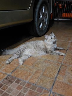 Silver - Silver + Siberian Cat