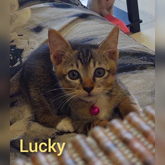 Lucky - Domestic Short Hair Cat