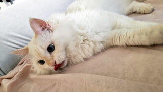 Mizu - Domestic Long Hair + Domestic Short Hair Cat