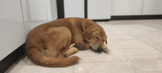 Browny - Golden Retriever Mix Dog