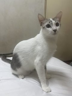 Dollar - Domestic Short Hair Cat