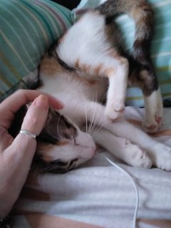 Lovely Lila Needs A Home - Domestic Short Hair + Calico Cat