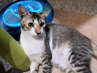 Oyem 🍊 &amp; Tabby ❤️ (Pls Adopt!)  - Domestic Short Hair Cat