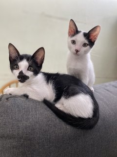 Janggut &amp; Putih - Domestic Short Hair Cat