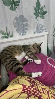 Ary - Bengal + Siamese Cat
