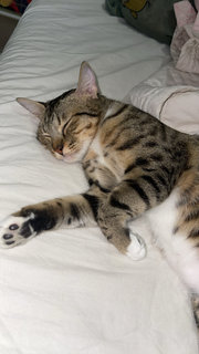 Ary - Bengal + Siamese Cat