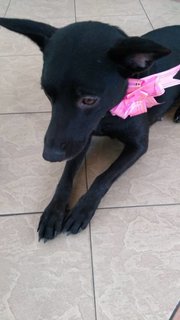 Black  - Mixed Breed Dog