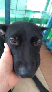 Black  - Mixed Breed Dog