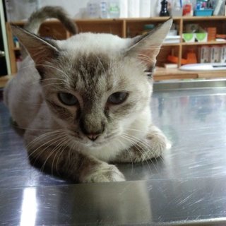 Seri - Domestic Short Hair + Siamese Cat