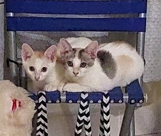 Boy Kitten And Girl Kitten  - Domestic Short Hair Cat