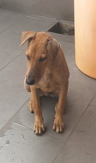 Stella - Mixed Breed Dog