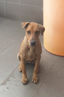 Stella - Mixed Breed Dog