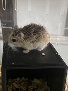 Star - Roborovsky's Hamster Hamster