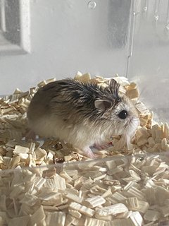 Star - Roborovsky's Hamster Hamster