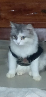 Melk (Melkiah) - Persian Cat