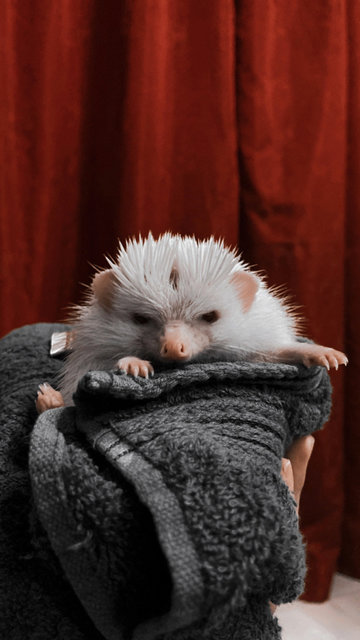 Lily - Hedgehog Small & Furry