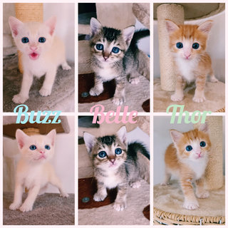 Kindy Kittens - Domestic Medium Hair + Domestic Short Hair Cat