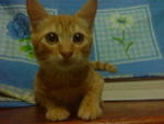 Orange - Domestic Short Hair Cat