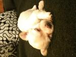 Little Princess(Longcoat Chihuahua) - Chihuahua Dog