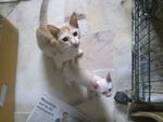 Baby A.j. &amp; Baby Choki  - Domestic Short Hair Cat