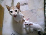 Baby A.j. &amp; Baby Choki  - Domestic Short Hair Cat