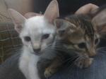 Baby A.j. &amp; Baby Choki  - Domestic Short Hair Cat