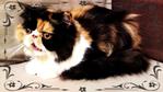 Prima Bella Rosa - Persian Cat
