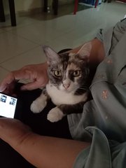 Kaklong,ichi,tompok &amp; Putih - Domestic Short Hair Cat