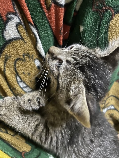 Sokka - Domestic Short Hair Cat