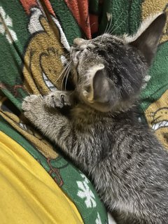 Sokka - Domestic Short Hair Cat