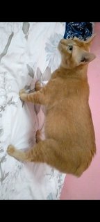 Simba🦁 - Tabby + Domestic Short Hair Cat