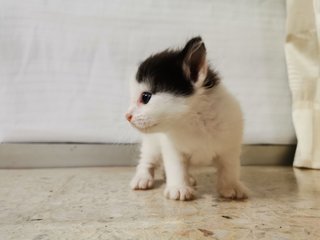 Big Moo Moo &amp; Small Moo Moo - Domestic Short Hair Cat