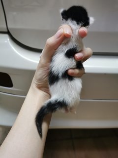 Big Moo Moo &amp; Small Moo Moo - Domestic Short Hair Cat