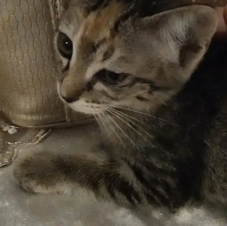 Olif - Domestic Short Hair Cat