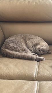 Ash - British Shorthair Cat