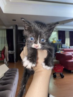 Three Lil Pets - Domestic Medium Hair Cat