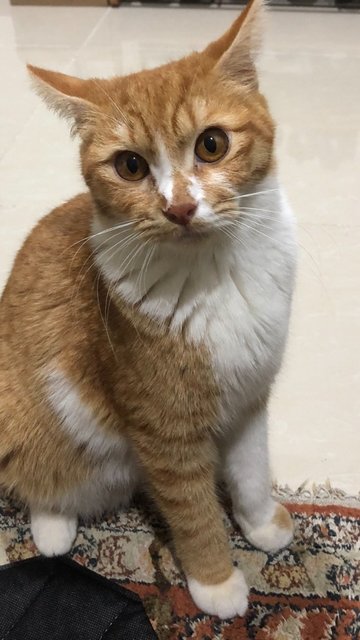 Faye - Domestic Medium Hair + Domestic Short Hair Cat