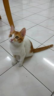 Sun - Domestic Short Hair Cat