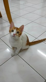 Sun - Domestic Short Hair Cat