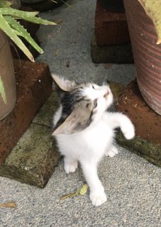 Lavender  - Domestic Short Hair Cat