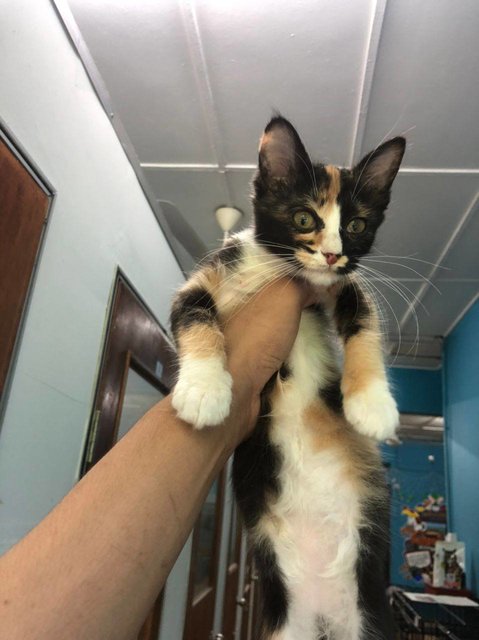 Mika - Domestic Medium Hair Cat