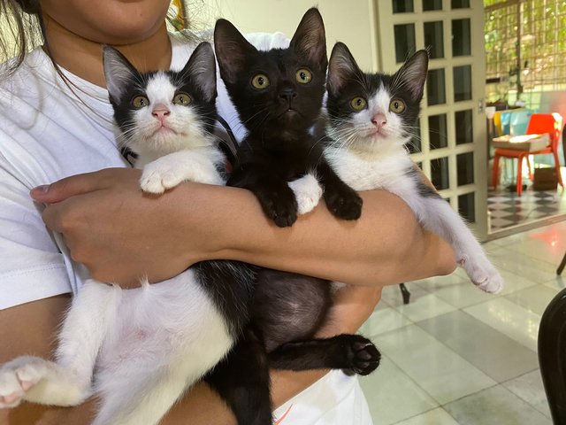 3 Baby Kittens + Mama - Domestic Short Hair + Domestic Medium Hair Cat