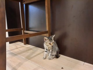 Juno - Tabby Cat